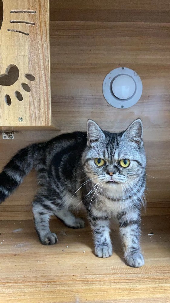 虎斑加菲猫 公